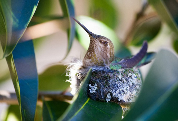 Chim ruồi nhỏ xíu sở hữu chiếc tổ nhỏ không kém kích thước cơ thể. Gần như chỉ lớn bằng một chiếc chén, tổ chim ruồi thường bao gồm những lớp mạng nhện để thêm phần chắc chắn. Ảnh: Flickr/stephane4500.